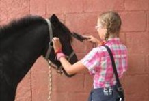 Horseback Riding Tour